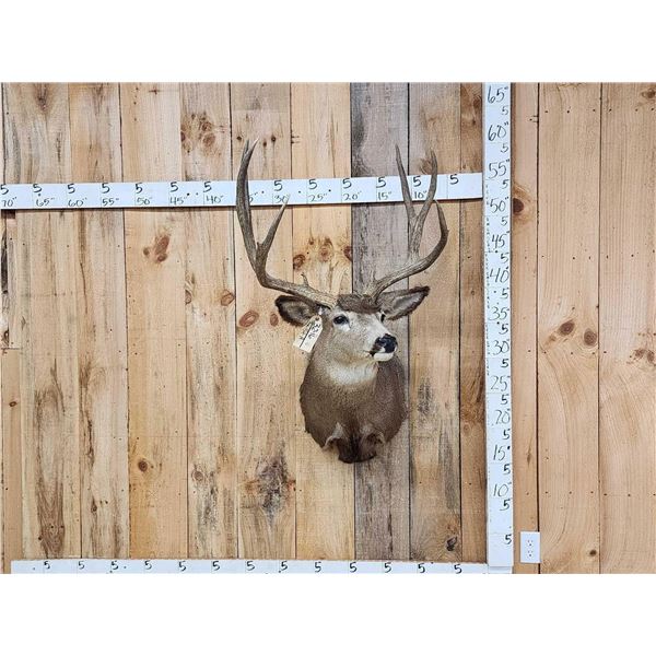 4x4 Mule Deer Shoulder Mount Taxidermy