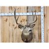 Image 2 : 4x4 Mule Deer Shoulder Mount Taxidermy