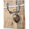 Image 3 : 4x4 Mule Deer Shoulder Mount Taxidermy
