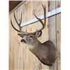 Image 4 : 4x4 Mule Deer Shoulder Mount Taxidermy