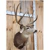 Image 5 : 4x4 Mule Deer Shoulder Mount Taxidermy