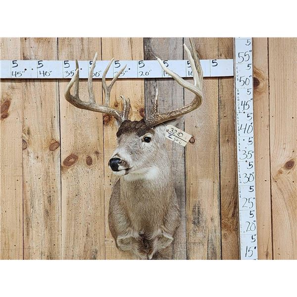 190 Class Whitetail Shoulder Mount Taxidermy