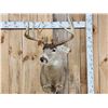 Image 1 : 190 Class Whitetail Shoulder Mount Taxidermy