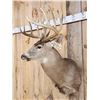 Image 2 : 190 Class Whitetail Shoulder Mount Taxidermy