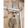 Image 3 : 190 Class Whitetail Shoulder Mount Taxidermy