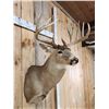 Image 4 : 190 Class Whitetail Shoulder Mount Taxidermy