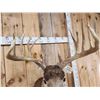 Image 5 : 190 Class Whitetail Shoulder Mount Taxidermy