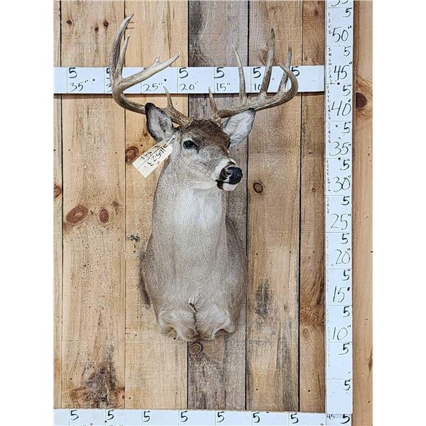 6x5 Whitetail Shoulder Mount Taxidermy