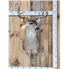 Image 1 : 6x5 Whitetail Shoulder Mount Taxidermy