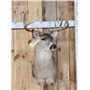 Image 2 : 6x5 Whitetail Shoulder Mount Taxidermy
