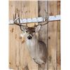 Image 3 : 6x5 Whitetail Shoulder Mount Taxidermy