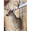 Image 4 : 6x5 Whitetail Shoulder Mount Taxidermy
