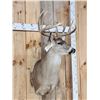 Image 5 : 6x5 Whitetail Shoulder Mount Taxidermy