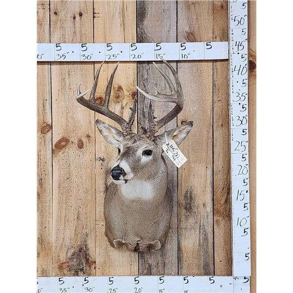 5x5 Whitetail Shoulder Mount Taxidermy