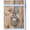 Image 1 : 5x5 Whitetail Shoulder Mount Taxidermy