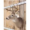Image 2 : 5x5 Whitetail Shoulder Mount Taxidermy