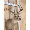 Image 3 : 5x5 Whitetail Shoulder Mount Taxidermy