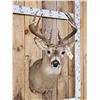 Image 4 : 5x5 Whitetail Shoulder Mount Taxidermy