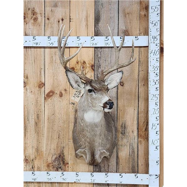 5x5 Mule Deer Shoulder Mount Taxidermy