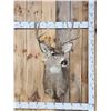 Image 1 : 5x5 Mule Deer Shoulder Mount Taxidermy