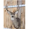 Image 2 : 5x5 Mule Deer Shoulder Mount Taxidermy