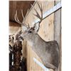 Image 3 : 5x5 Mule Deer Shoulder Mount Taxidermy