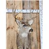Image 4 : 5x5 Mule Deer Shoulder Mount Taxidermy