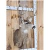 Image 5 : 5x5 Mule Deer Shoulder Mount Taxidermy