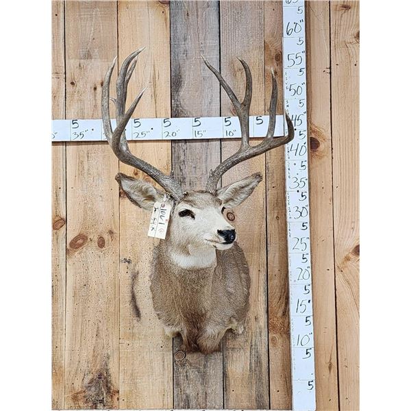 5x5 Mule Deer Shoulder Mount Taxidermy