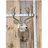 Image 1 : 5x5 Mule Deer Shoulder Mount Taxidermy