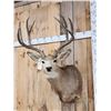 Image 2 : 5x5 Mule Deer Shoulder Mount Taxidermy