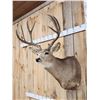 Image 3 : 5x5 Mule Deer Shoulder Mount Taxidermy