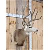 Image 4 : 5x5 Mule Deer Shoulder Mount Taxidermy