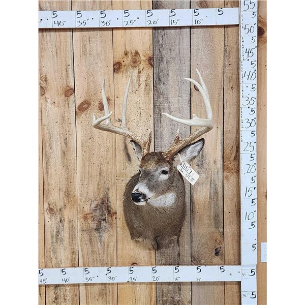NICE 5x5 Whitetail Shoulder Mount Taxidermy