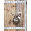 Image 1 : NICE 5x5 Whitetail Shoulder Mount Taxidermy