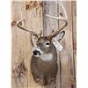 Image 2 : NICE 5x5 Whitetail Shoulder Mount Taxidermy
