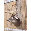 Image 3 : NICE 5x5 Whitetail Shoulder Mount Taxidermy
