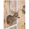 Image 4 : NICE 5x5 Whitetail Shoulder Mount Taxidermy