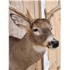 Image 5 : NICE 5x5 Whitetail Shoulder Mount Taxidermy