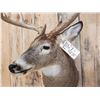 Image 6 : NICE 5x5 Whitetail Shoulder Mount Taxidermy