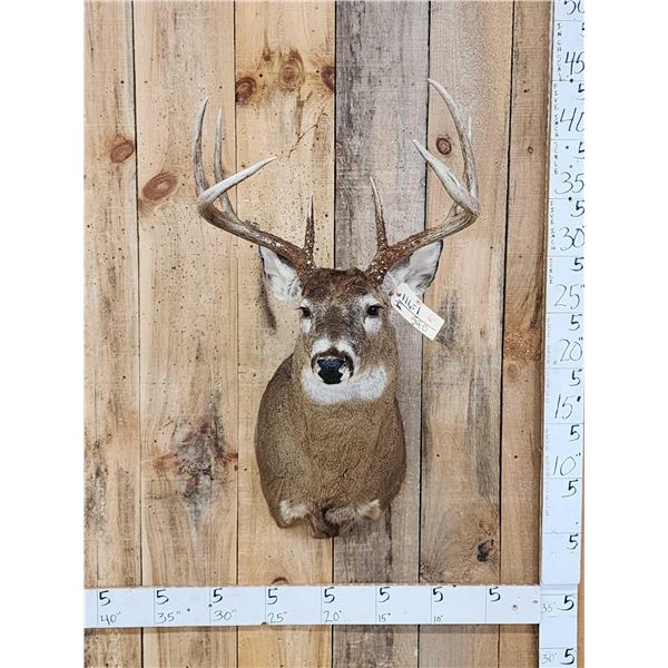4x5 Whitetail Shoulder Mount Taxidermy