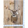 Image 1 : 4x5 Whitetail Shoulder Mount Taxidermy