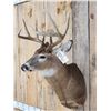 Image 2 : 4x5 Whitetail Shoulder Mount Taxidermy