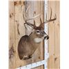 Image 3 : 4x5 Whitetail Shoulder Mount Taxidermy