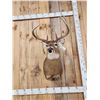 Image 4 : 4x5 Whitetail Shoulder Mount Taxidermy