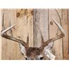 Image 5 : 4x5 Whitetail Shoulder Mount Taxidermy