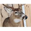Image 6 : 4x5 Whitetail Shoulder Mount Taxidermy