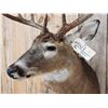 Image 7 : 4x5 Whitetail Shoulder Mount Taxidermy