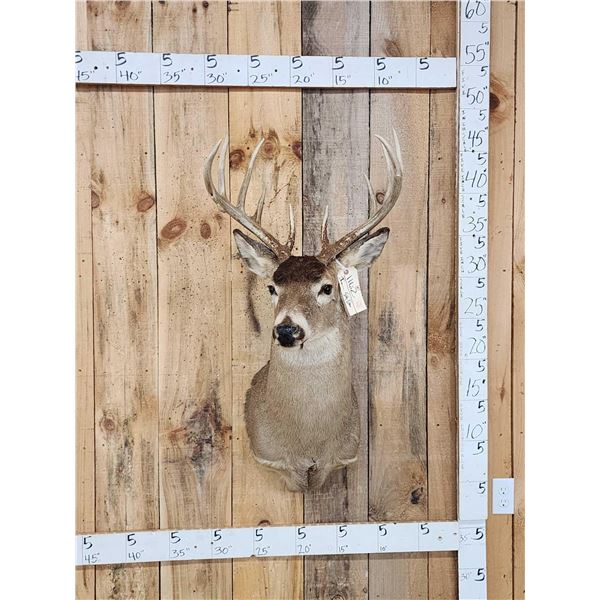 5x5 Whitetail Shoulder Mount Taxidermy
