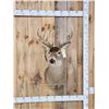Image 1 : 5x5 Whitetail Shoulder Mount Taxidermy